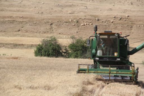 پیش بینی برداشت 80 هزار تن گندم از مزارع سرپل ذهاب