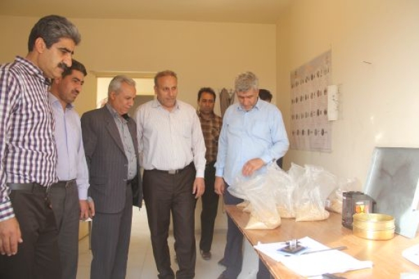 35هزارتن گندم مازادبرمصرف کشاورزان خریداری شده است/ پیش بینی برداشت 80هزارتن گندم از مزارع شهرستان