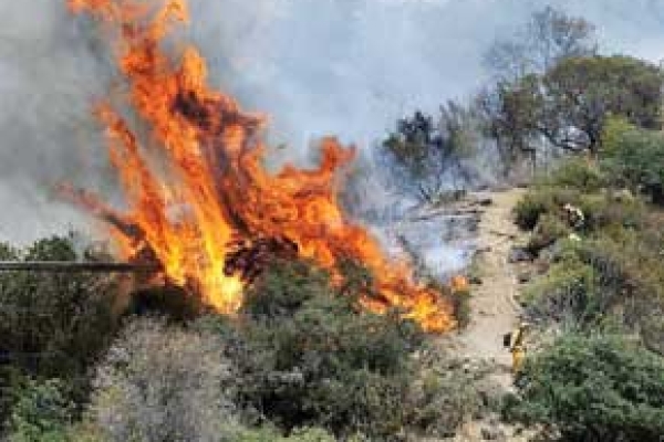 فیلم/آتش سوزی مراتع سرپلذهاب 