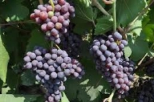 برداشت انگور یاقوتی از مزارع سرپلذهاب / پیش بینی برداشت 7500 تن از مزارع