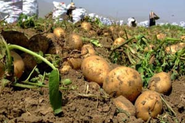 برداشت قریب به 5 هزار تن سیب‌زمینی درشهرستان 