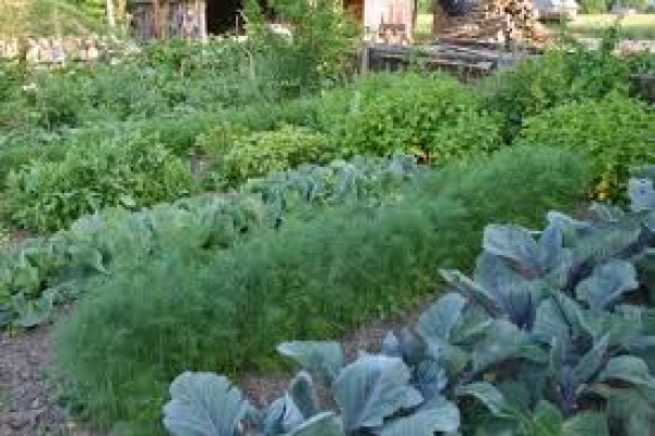 اختصاص 20 میلیارد ریال اعتبار برای طرحهای کشاورزی و صنایع تبدیلی