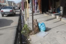 قطع درختان توسط شهروندان سرپل ذهابی / از پیگیریهای شهرداری تا برخورد قانونی و ارجاع متخلفین به مقامات قضایی 