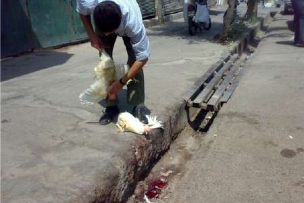 از صدورحکم استانی پلمپ واحدهای متخلف تا پارکینگهای منازلی که محل عرضه مرغ زنده شده است/ لزوم تعامل دستگاههای مختلف سرپل زهاب دراجرای قانون