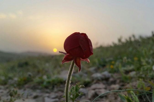  شمیم عطر ایثار در یادمان‌های غرب/از بازی دراز تا رزمگاه مرصاد