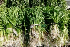 از گیاه خوش طعم کنگر تا میوه شیرین زالزالک ارمغان رشته کوههای زاگرس / وقتی نعمتهای خداوندی از دل کوهستان جاری می شود