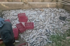 ورودموادشیمیایی به سراب ماراب باعث خسارت 100درصدی مزارع پرورش ماهی پاطاق شد/ مرگ 12 تن ماهی قزل آلا سردابی درشهرستان