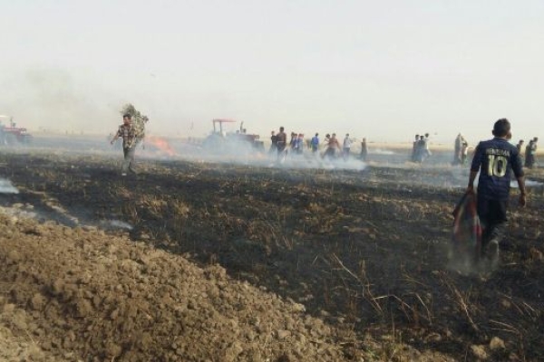 از آتش زدن زمین پس از برداشت محصول تا استفاده از روشهای نوین / وقتی آتش زدن ساقه های طلایی گندم باعث از بین رفتن مواد آلی زمین های کشاورزی می شود