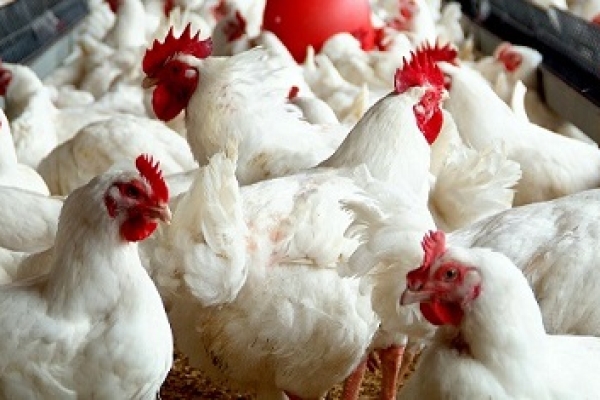 از عدم رعایت موازین بهداشتی تا امکان انتقال بیماریهای مشترک  / وقتی مردم بسته شدن واحدهای فروش مرغ زنده را مطالبه می کنند
