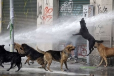 ازایجاد رعب ووحشت درشهر تا سگهایی که سلامت محیط را تهدید می کنند / نوید شورای شهر برای اجرای طرح جمع آوری سگهای ولگرد در شهرستان 