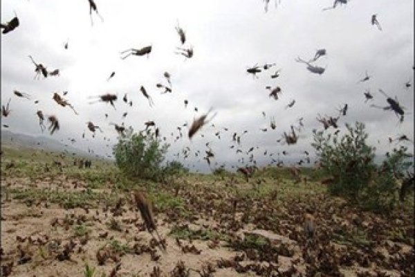 ازایجاد بیماریهای مختلف تا واردشدن ضرروزیان به مزارع کشاورزی / وقتی صدای جیرجیرک ها گوش خراش می شود