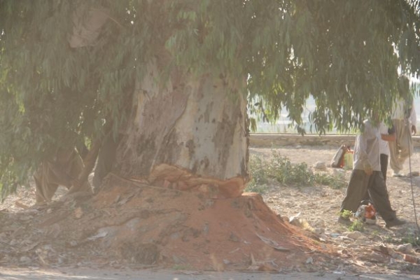  حذف سرمایه های زیست محیطی به بهانه حادثه ساز بودن/ درختان کهنسالی که قربانی سوء مدیریت شدند