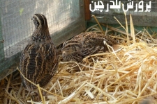 بازارهای داخلی باید درانحصار تولیدات داخلی قرار گیرد / لزوم حمایت مسئولین از کارآفرینان شهرستان