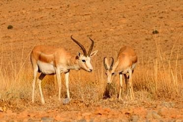 منطقه حفاظت شده قراویز زیستگاه گونه نادری از آهوی ایرانی است / بازدید گردشگران دوستدار حیات وحش از منطقه قراویز