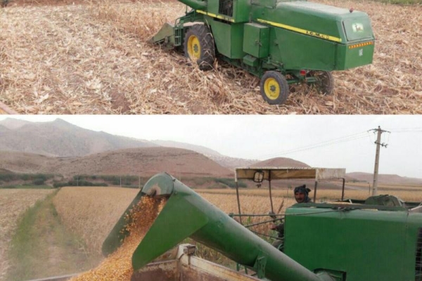  آغاز برداشت محصول ذرت از مزارع شهرستان / پیش بینی تولید 30 هزار تن ذرت دانه ای در شهرستان