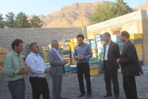اقتصاد مقاومتی زمینه ساز اشتغال بسیاری از جوانان جویای کار شده است / آموزش و تلاش مهمترین فاکتورهای موفقیت در پرورش زنبورعسل