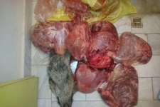 شکار بی رویه شکارچیان غیرمجاز گونه های جانوری را منقرض می کند / تشکیل 17 پرونده شکار غیرمجاز در محاکم قضایی شهرستان 