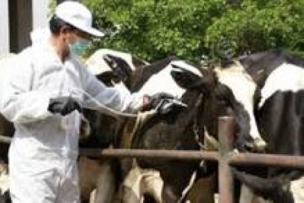 واکسینه شدن 7 هزار رأس دام سنگین شهرستان علیه بیماری تب برفکی