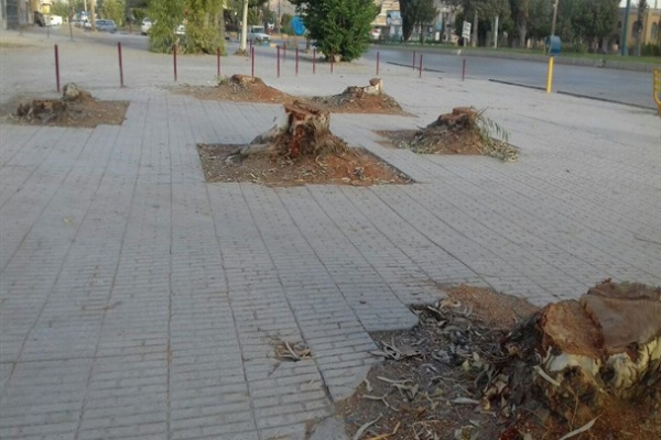  اقدام مامورین اداره برق بدون کسب مجوز از شهرداری / وقتی ناجی ریه های تنفسی شهر ازبین می روند