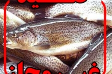 صید غیرمجاز ماهی گونه های مختلف آبزیان را نابود می کند/ دستگیری شکارچیان متخلف ماهی در شهرستان