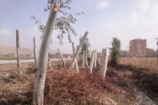 رد پای افراد سود جو در هرس ناشیانه درختان حاشیه شهر / وقتی چهره سبز شهرستان تاریک می شود 