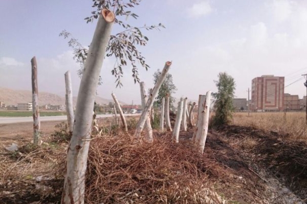 رد پای افراد سود جو در هرس ناشیانه درختان حاشیه شهر / وقتی چهره سبز شهرستان تاریک می شود 