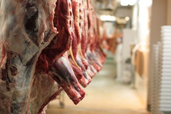 کشتار غیرمجاز مشکلی مضاعف بر بهداشت و سلامت است/لزوم رسیدگی مسئولین بر وضعیت کشتار غیر مجاز دام در حاشیه شهر