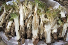  گیاهان خودروی کوهستانی باخواص درمانی بسیار / وقتی نعمتهای خدادادی کام مردم را شیرین می کند