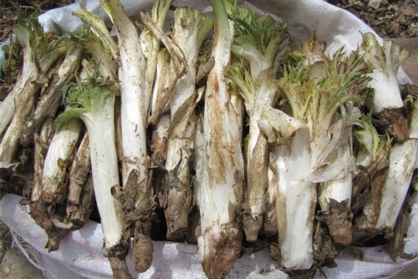  گیاهان خودروی کوهستانی باخواص درمانی بسیار / وقتی نعمتهای خدادادی کام مردم را شیرین می کند