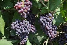 آب وهوای شهرستان مستعد باغداری است / تولید کنندگان انگور یاقوتی آموزشهای لازم رافراگیرند