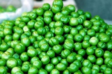 آغاز برداشت نوبرانه گوجه سبز در شهرستان