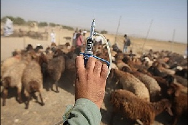 آغاز طرح واکسیناسیون دامهای شهرستان علیه بیماری آبله دام
