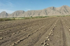 آغاز برداشت محصول چغندرقند از مزارع شهرستان / پیش بینی برداشت بیش از۲هزارتن درشهرستان