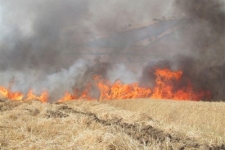  سیاهی دود وآتش بر آسمان مزارع برداشت شده در سرپلذهاب / ازایجاد مشکلات زیست محیطی تا آتشی که بر جان حاصلخیزی اراضی می افتد
