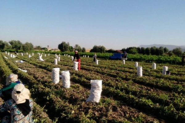 آغاز برداشت سیب زمینی از مزارع کشاورزی / پیش بینی برداشت بیش از2 هزارتن سیب زمینی در شهرستان