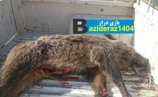 دستگیری شکارچیان غیرمجاز گراز وحشی در شهرستان 