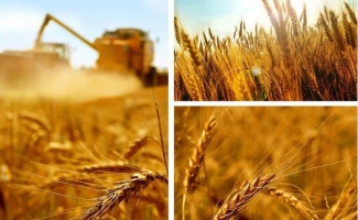 رعایت اصول کاشت گندم از راه های موثر در افزایش تولید است