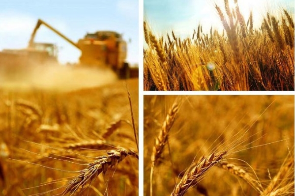رعایت اصول کاشت گندم از راه های موثر در افزایش تولید است