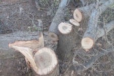 از مرگ خاموش درختان بلوط در سایه بی توجهی مسئولین تا خلاء های قانونی و نظارتی در برابر زیاده خواهی سودجویان