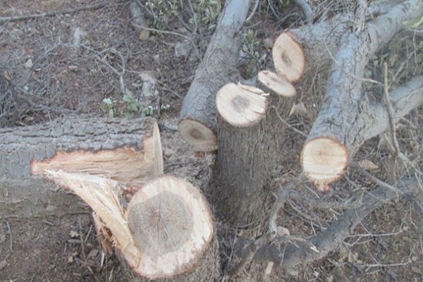 از مرگ خاموش درختان بلوط در سایه بی توجهی مسئولین تا خلاء های قانونی و نظارتی در برابر زیاده خواهی سودجویان