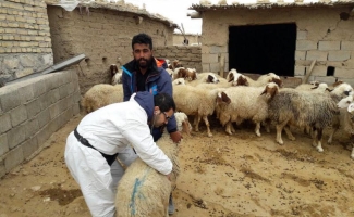 طرح واکسیناسیون رایگان دام سبک علیه بیماری های واگیر در سرپل ذهاب ادامه دارد