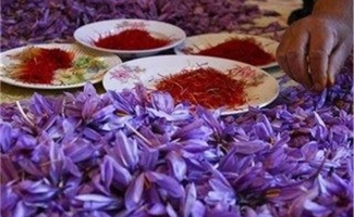 تولید ۳۰۰ کیلوگرم محصول زعفران در  استان کرمانشاه
