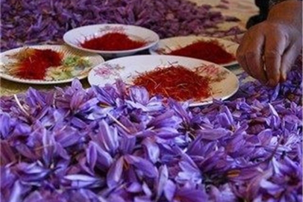 تولید ۳۰۰ کیلوگرم محصول زعفران در  استان کرمانشاه