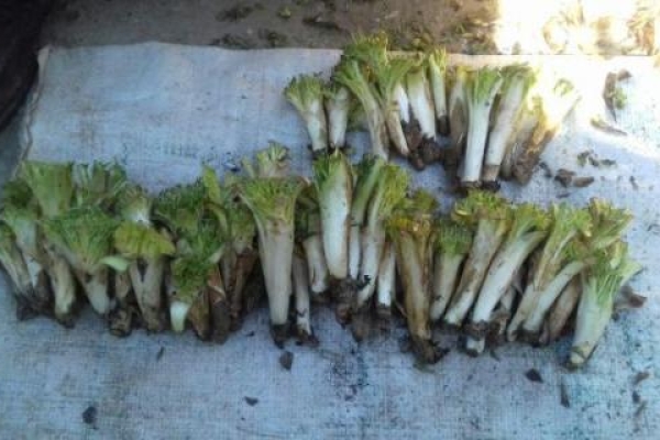  گیاهان خودروی کوهستانی باخواص درمانی بسیار / وقتی نعمتهای خدادادی کام مردم را شیرین می کند