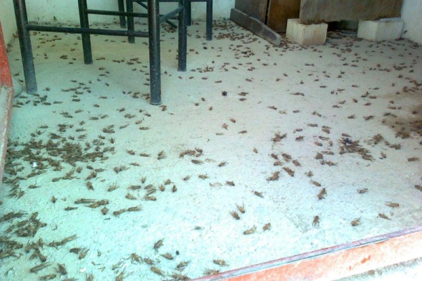 هجوم جیرجیرک ها در شهرستان زلزله زده سرپل ذهاب/ ازایجاد رعب و وحشت در بین شهروندان تا عوارض گزیدگی برپوست کودکان