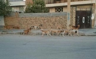 جولان سگ های ولگرد پدیده ای تکراری در شهرستان زلزله زده سرپل ذهاب/شهروندان منتظر تحقق وعده مسئولین باشند