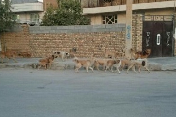 جولان سگ های ولگرد پدیده ای تکراری در شهرستان زلزله زده سرپل ذهاب/شهروندان منتظر تحقق وعده مسئولین باشند