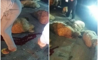 برخورد پراید با گله احشام درسرپل ذهاب حادثه آفرید/ 9 رأس گوسفند تلف شدند