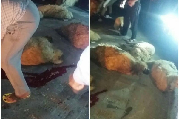 برخورد پراید با گله احشام درسرپل ذهاب حادثه آفرید/ 9 رأس گوسفند تلف شدند