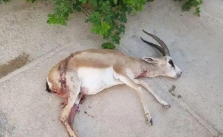  غزال قرآویز طعمه سگ‌های گله شد